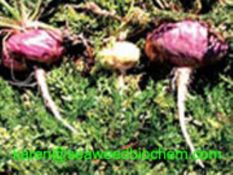 Maca Extract